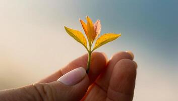 A wildflower seedling delicately held between thumb and index finger, with a softly blurred background, symbolizing support for pollinators. photo