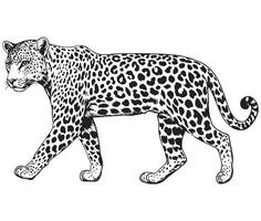 Silhouette Leopard Designs vector