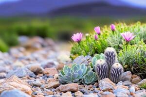 Cactuses and succulents in the desert with mountains in the background photo