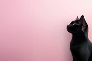 Black cat on a pink background with copy space. The cat is looking up photo