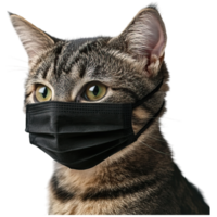 A cat wearing a black mask, showcasing its striking green eyes and distinctive fur patterns. png