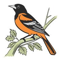 Baltimore oriole bird on branch vector