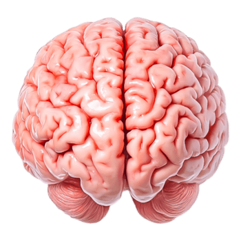 realista anatômico modelo do humano cérebro com detalhado estrutura png