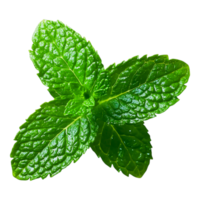 Fresh Green Mint Leaf with Texture png