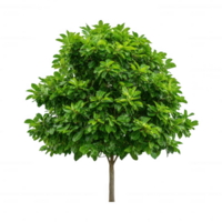 A Lush Green Tree with Dense Foliage png
