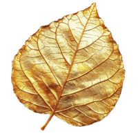 Luxurious Metallic Gold Leaf Design Highlighting Natural Patterns and Texture on Transparent Background png