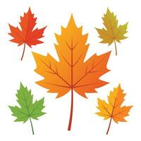 Autumn forest leaves. Set of leaves. Collection of leaves. Set of Autumn Forest Leaves vector