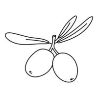 branch with two olives and leaves in the outline. An isolated illustration. An environmentally friendly product with olive oil content. A symbol of a natural product. Contrasting outline for coloring vector