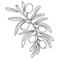 branch with olives and leaves in the outline. Isolated illustration down. An environmentally friendly product with olive oil content. A symbol of a natural product. Contrasting outline for coloring vector