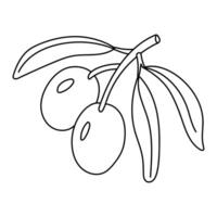 branch with two olives and leaves in the outline. An isolated illustration. A natural product. An environmentally friendly product with olive oil content. A symbol of a natural product. For coloring vector