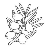 branch with olives and leaves in the outline. Isolated illustration up. An environmentally friendly product with olive oil content. A symbol of a natural product. Contrasting outline for coloring vector