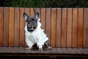 A fashionable French Bulldog sits upright on a wooden bench, showcasing a cozy white coat on a clear day in a park setting photo
