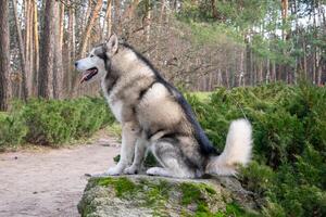 A beautiful husky sits on a rock surrounded by lush greenery in a tranquil forest, enjoying the sunny weather and nature photo