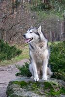 A beautiful husky sits on a moss-covered rock surrounded by lush greenery and trees on a sunny day in a peaceful forest photo