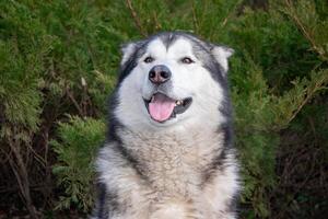A cheerful Alaskan Malamute is captured sitting in front of green shrubs, showcasing its fluffy fur and playful demeanor photo