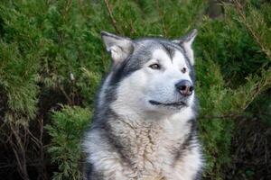 A calm malamute enjoys a tranquil moment surrounded by greenery, showcasing its thick fur and relaxed demeanor on a sunny day photo