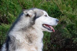 A majestic malamute enjoys a peaceful moment with its tongue out, surrounded by lush green foliage in a natural setting photo