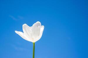 A stunning white tulip flower grows upright, contrasting with a vivid blue sky in a bright daylight setting photo