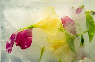 Delicate flowers in shades of yellow and pink are encapsulated in a layer of clear ice, creating a stunning visual effect that highlights nature's beauty in a frozen state photo