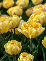 A close-up captures the stunning detail of yellow tulips, their petals layered and radiant, swaying gently in the breeze. This enchanting display elevates any garden space with vivid color photo