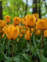 Bright yellow tulips bloom gracefully, their petals gently swaying with a light breeze. Surrounded by rich green leaves, they create a stunning display in a tranquil garden full of life photo