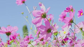 Slow motion. Pink cosmos flowers swaying in the wind with the sky in the background. video