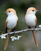 Two beautiful birds perched on a branch with white flowers photo