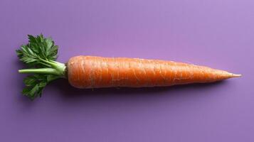 Single orange carrot with green leaves on purple background photo