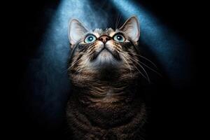 Close up of a tabby cat looking up, mystical lighting photo