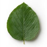 A single green leaf isolated on white background photo