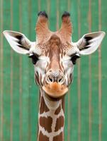 Close up portrait of a giraffes face, showing its unique markings and expressive eyes photo
