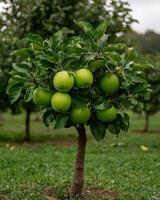 Young apple tree with green apples growing in an orchard photo