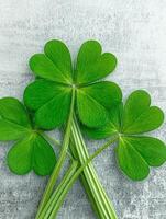 Three shamrocks on a gray background photo