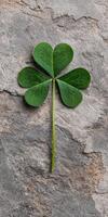 Close up of a four leaf clover on a gray stone background photo