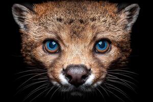 Close up portrait of a wild cat with striking blue eyes photo