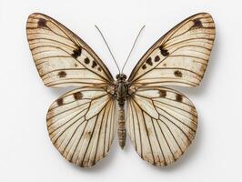Closeup of a white butterfly with brown markings on a white background photo