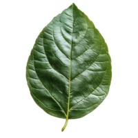 Green Leaf Displays Transparent Background, Botanical Texture Shows Veins Clearly, High-Resolution Image Ideal for Design Projects. png