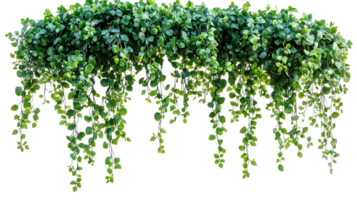 Create Stunning Vines with Transparent Background png