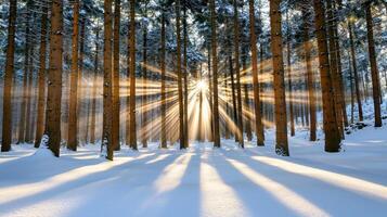Sunlight filters through snowy forest trees, creating a serene winter scene. photo