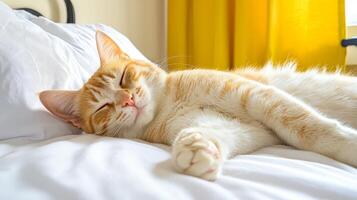 Sleeping orange cat resting on a bed with yellow curtains in the background. photo