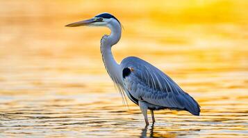 Care for freshwater ecosystem concept. Heron standing gracefully in water during sunset. photo