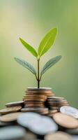 Retirement savings tips concept. Plant growing from coins symbolizing financial growth and investment. photo