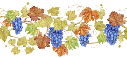 Seamless border of intertwined grape branches. Horizontal pattern of grapevine, blue berries and foliage. Watercolor illustration in retro style. Clipart for wine label design in Art Nouveau style. png