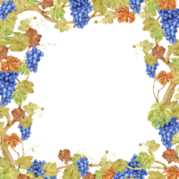 Square frame of grape vine with blue berries. Watercolor frame of grape carnations and leaves. Autumn design for wedding decoration in rustic style. Clipart for restaurant menu. png