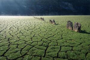 Grass sprouts from the cracked mud at the bottom of an empty reservoir photo