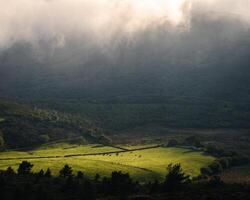 Sunlight filters through a gap in dense fog and briefly illuminates a meadow photo