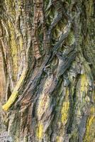 Abstract patterns on the rough bark covered with yellowish green lichen photo