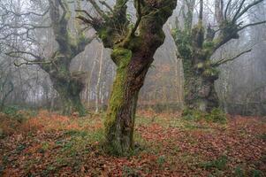Three large ancient oak trees in an ancient native Atlantic forest photo