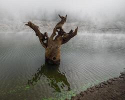 The lowering of the level of a reservoir reveals petrified trunks of ancient chestnut trees photo