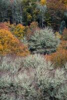 Colourful autumn scene with some already bare trees photo